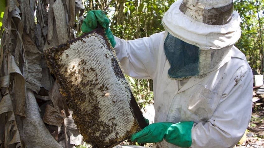 El productor apícola Claudio Mora asegura que hay un desorden climático en la naturaleza que está debilitando fuertemente la producción de miel en el país (Créditos: Foto: Katya Alvarado)