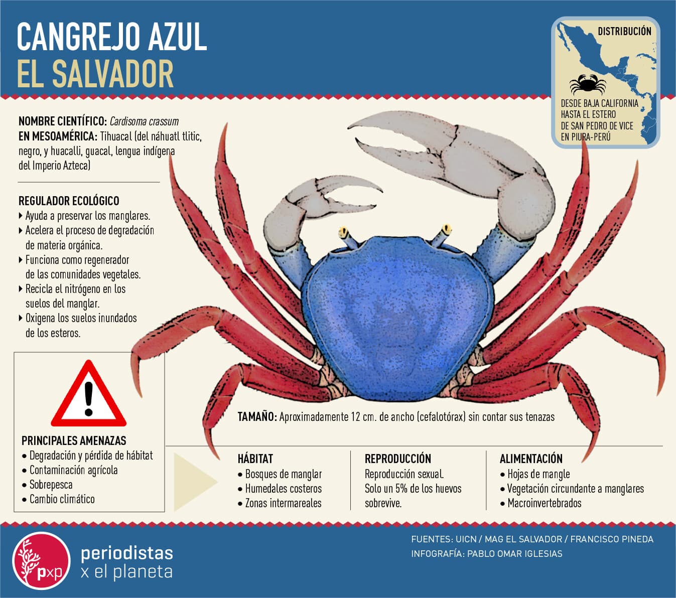 El cangrejo azul pone a prueba la resiliencia de comunidades costeras en El  Salvador - Ojo al Clima