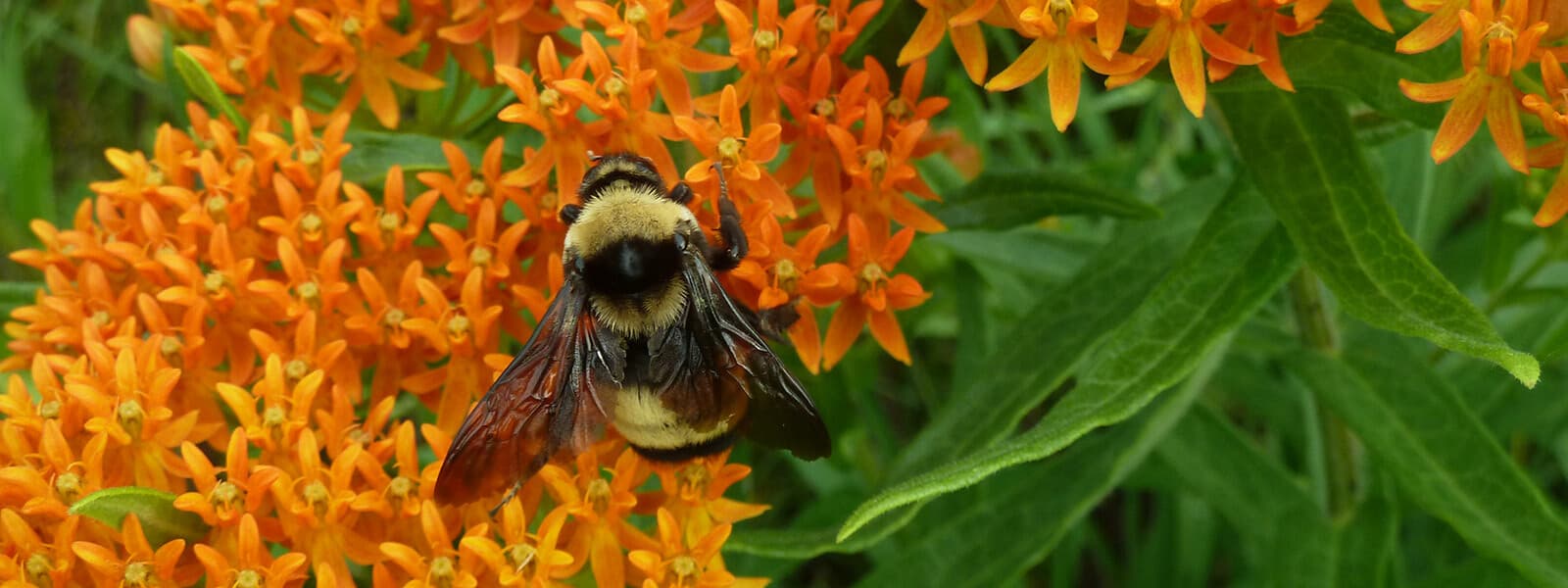 Tiene realmente el polen de abeja beneficios para la dieta y para